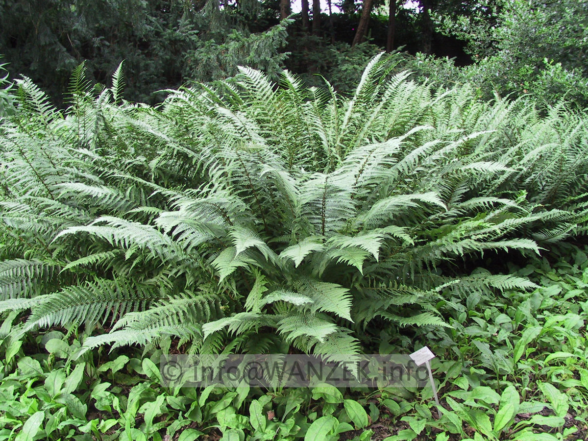Dryopteris affinis Pinderi.JPG